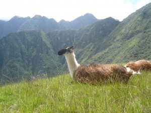 Machu Picchu Cusco