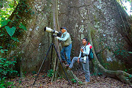 bird watching in the rain forest