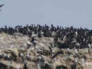 islas ballestas Paracas