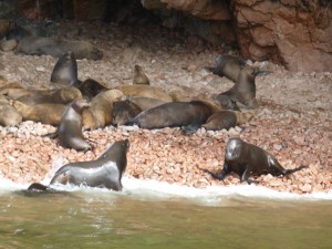 Islas Ballestas south coast