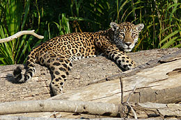 Jaguar in Manu Peru