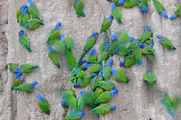 parrots clay lick Manu expedition