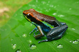 Frosch im Regenwald Peru