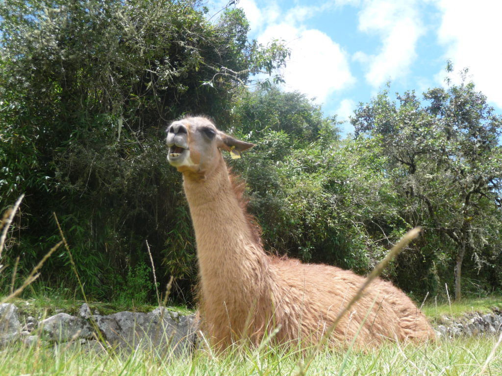 sacred valley llama